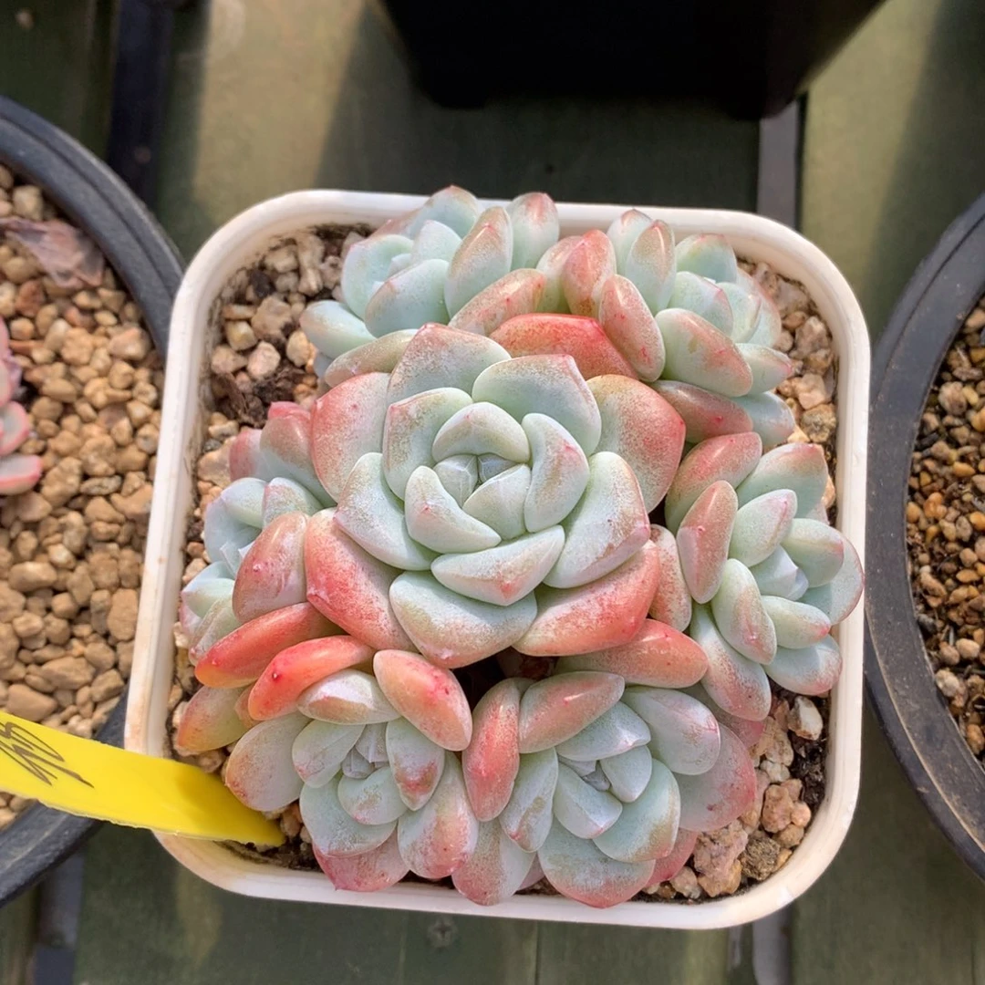 冰玉 7头 手捧 一颗