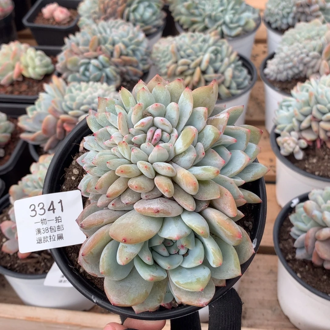 12厘米胸花星影缀3341