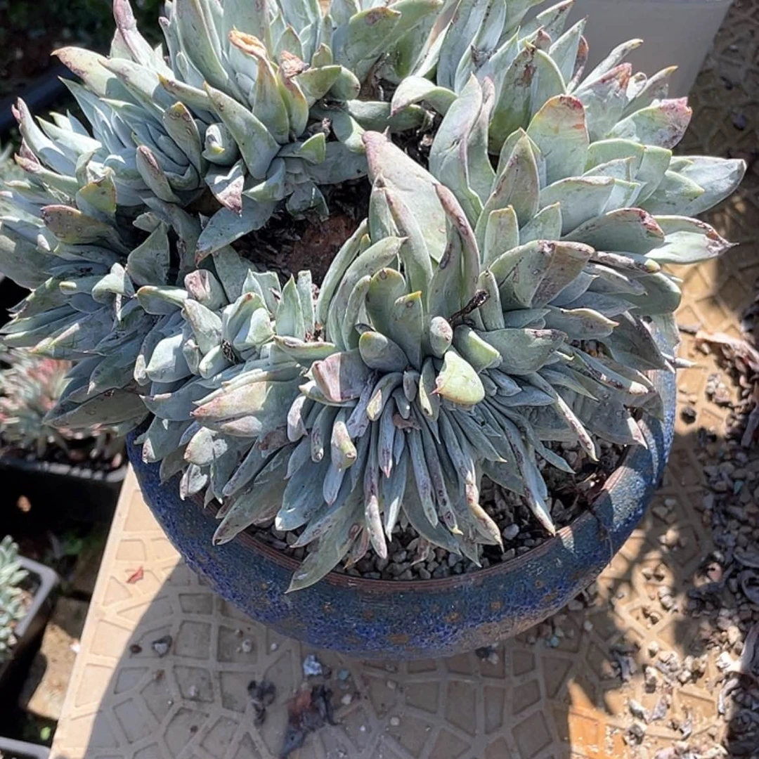 【闪购商品】花朵赛丽娜大缀化