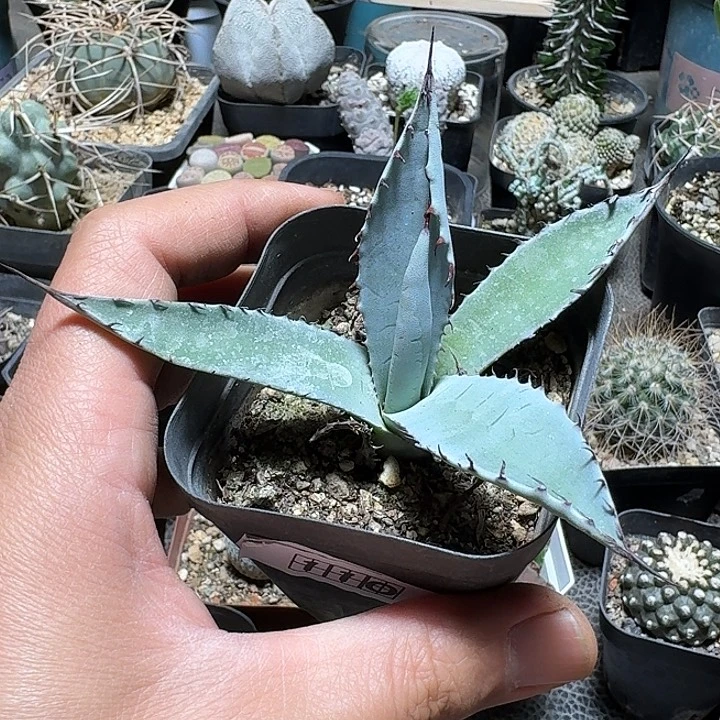 507屈原之舞脱土发货