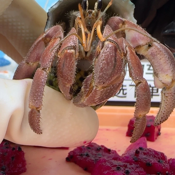 A65红紫色 灰白2.4cm口径