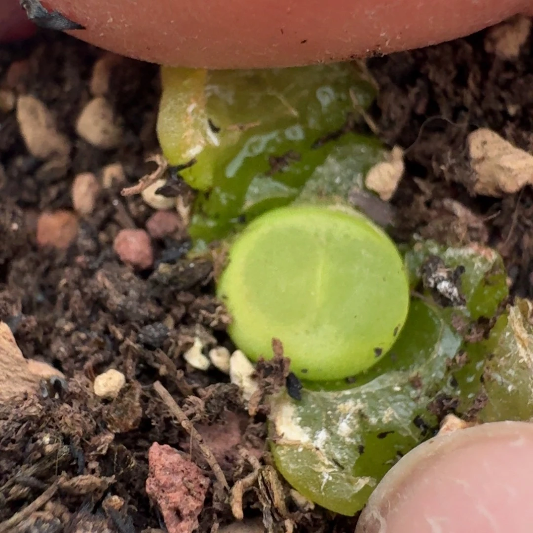 1136福利出拉拉带盆0000