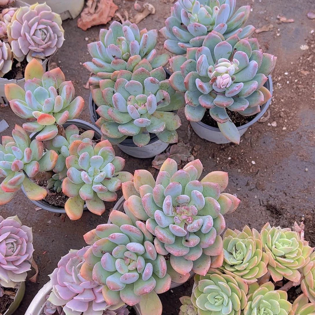 灰姑娘双头起发老桩精品三盆