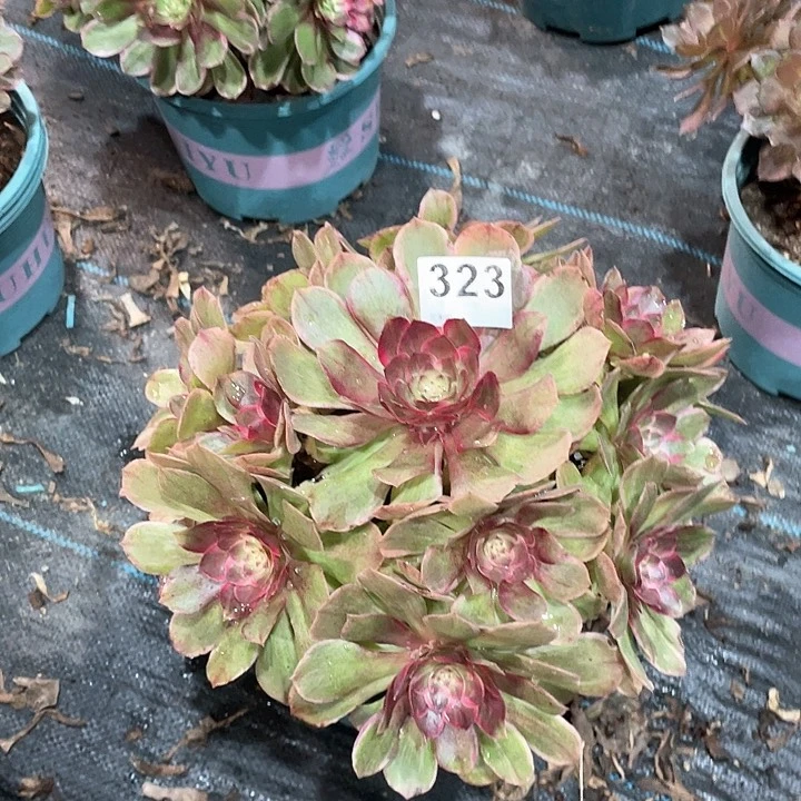 莲花座323   冠幅26