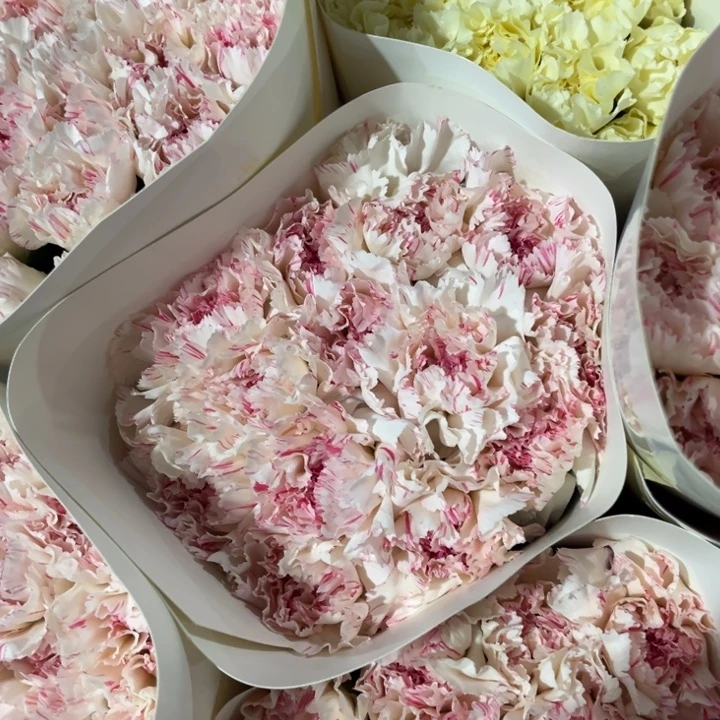 康乃馨尤香18-20支