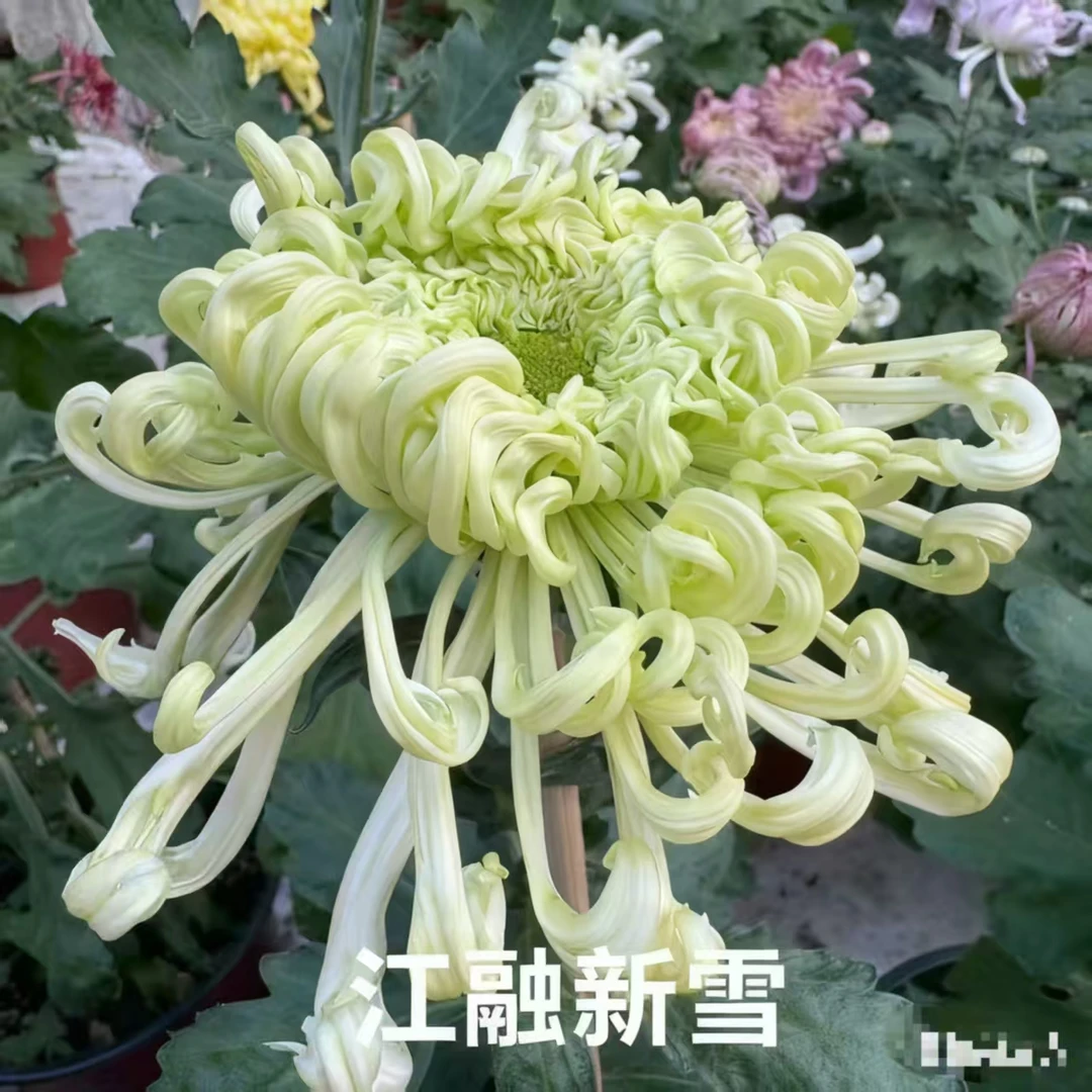 九月菊【江融新雪】菊花盆栽地栽庭院阳台均可种植