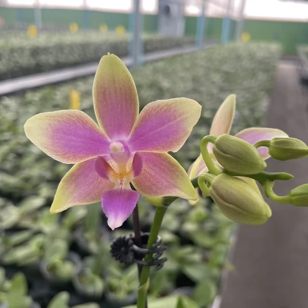 【金树】～蝴蝶兰网红糖果色好养活趣味花剑花苞客厅客内观赏