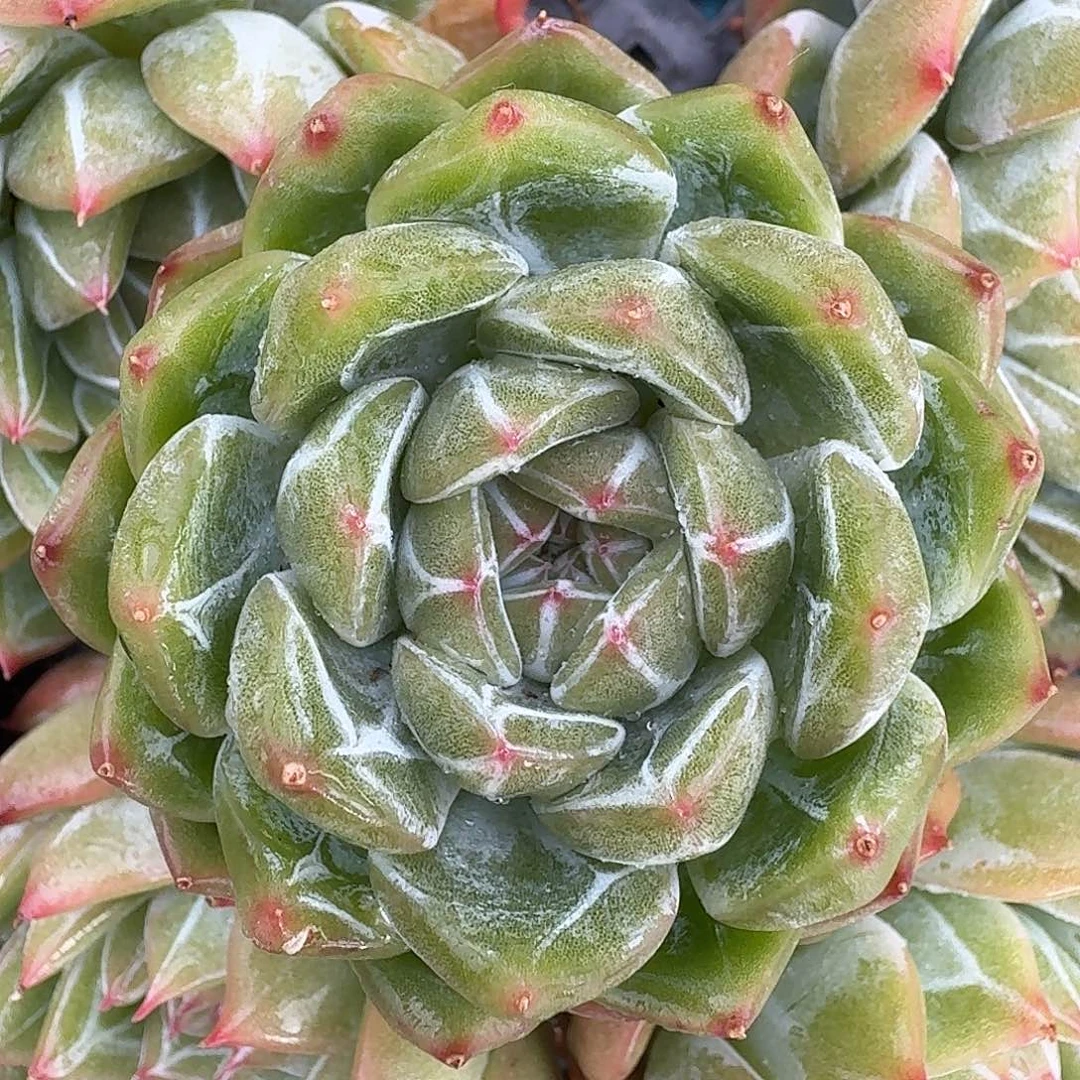 从前慢多肉编号雪花珍妮