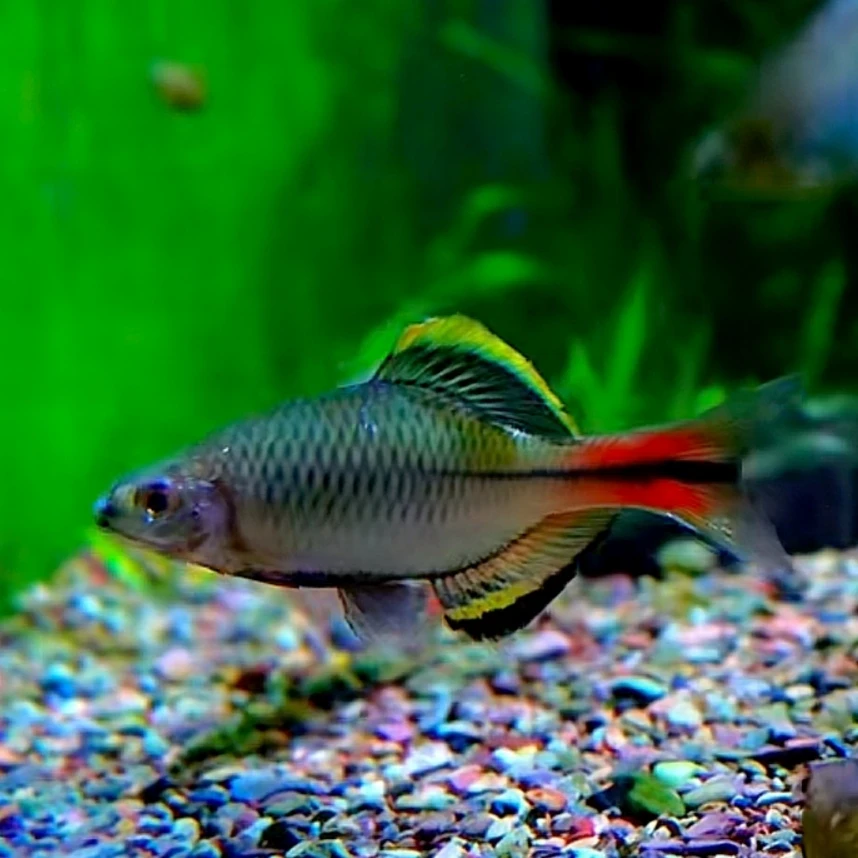 精品发色原生溪流汕尾齐氏鱊黄边鳑鲏不加温冷水观赏鱼小型群游鱼