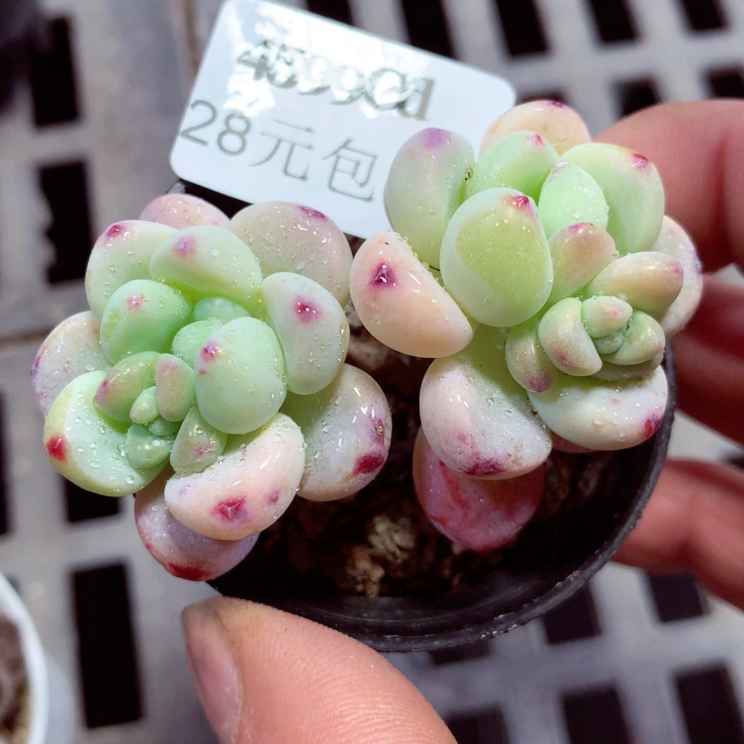 5厘米盆精控多肉4599