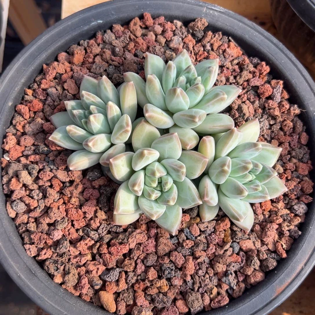 多肉绿源美人【非偏远地区满18包邮】