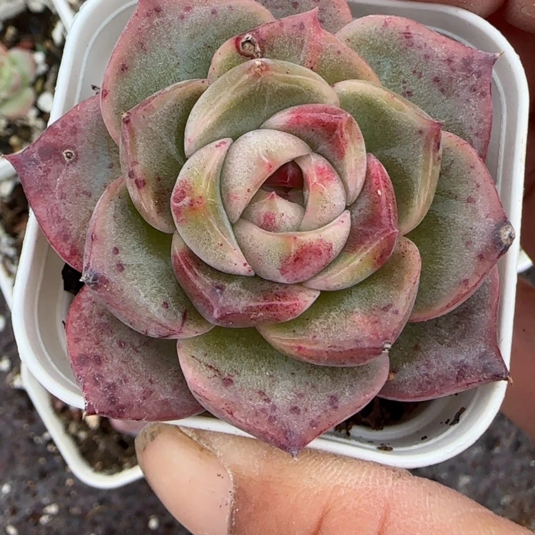 小卡拉米糖心一物一拍