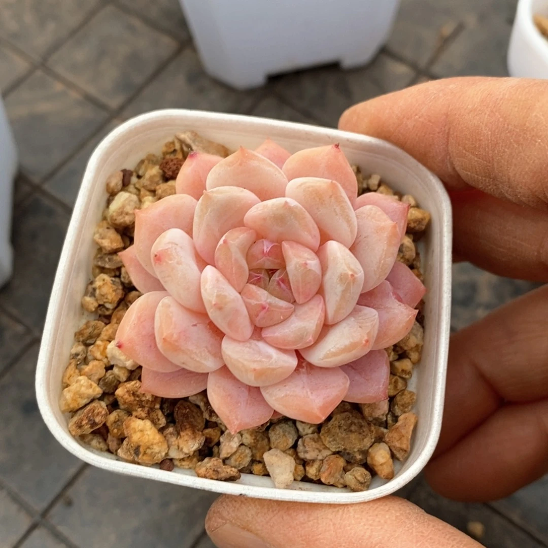 精品多肉一物一拍不包整121