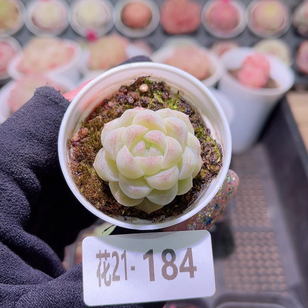 花利美21-184白梦单头