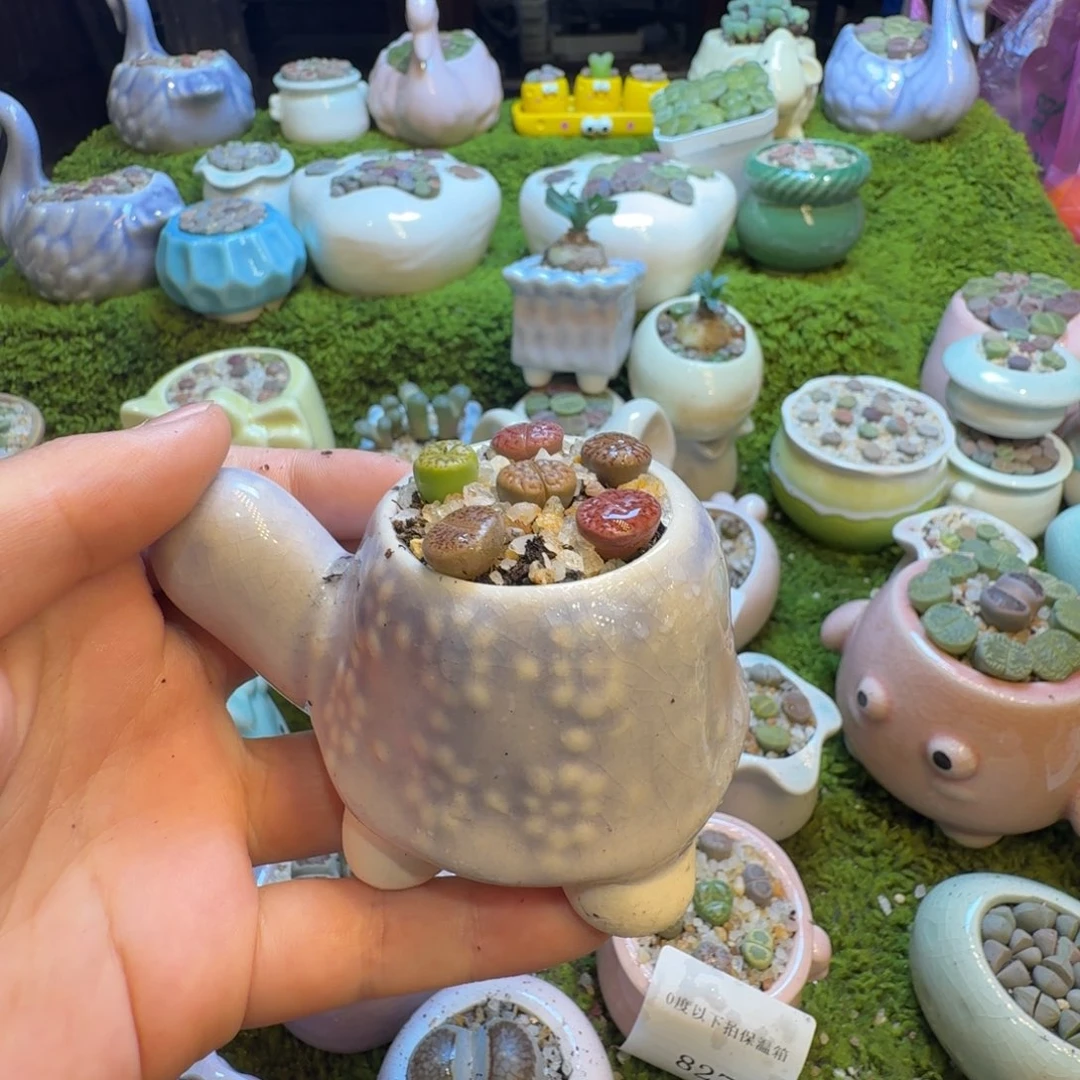 听***棠多肉葡萄的味道真的836