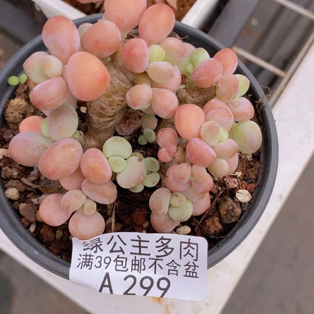 橘子香水洛神老桩7cm299多肉植物