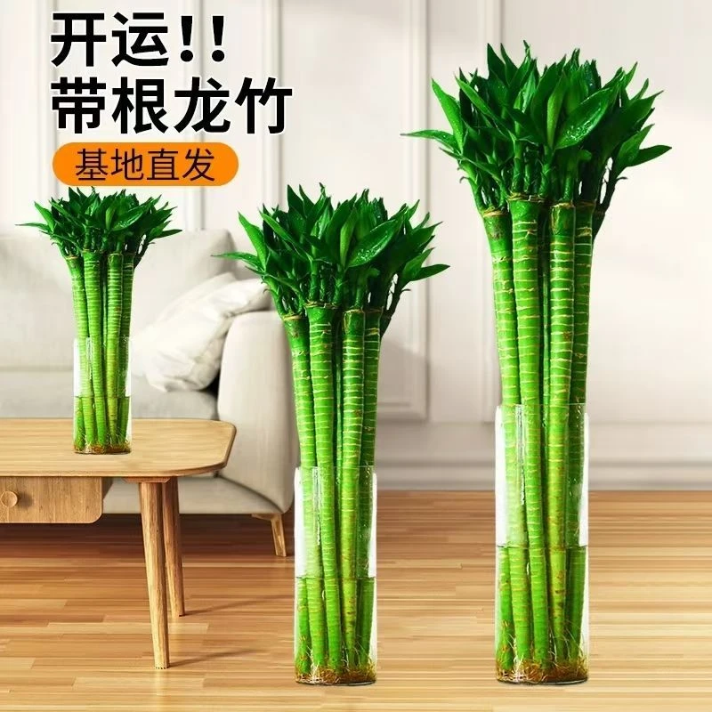文昌竹龙竹4支带根水养富贵转运竹节节高水培植物室内客厅植物