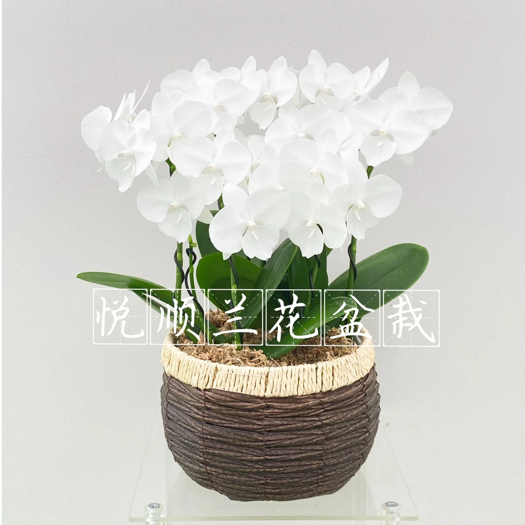 蝴蝶兰 白天鹅 花期长 桌面花 盆栽