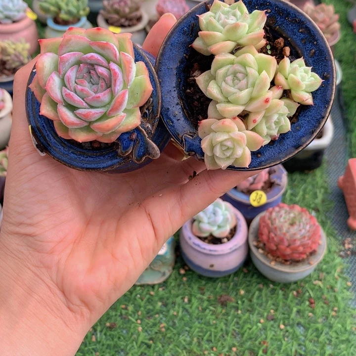 冰沙  麦秆   带盆