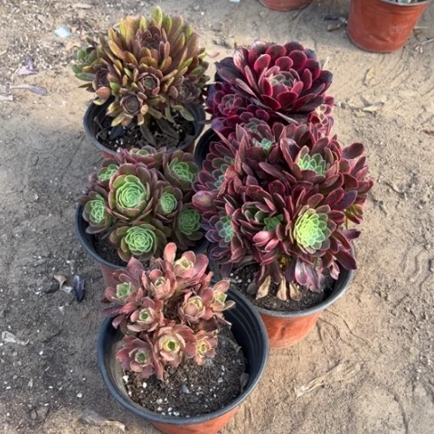 493多肉植物组合