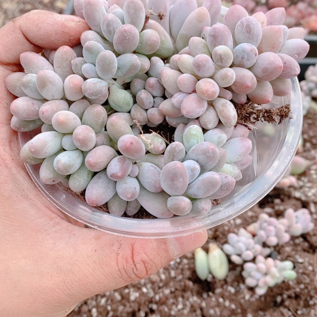 多肉植物精品切糕B350