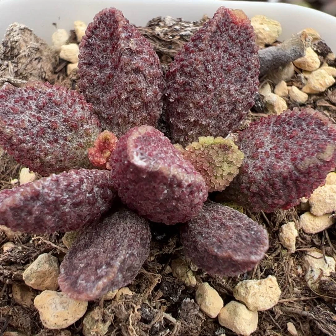 花斑款实生新品多肉植物