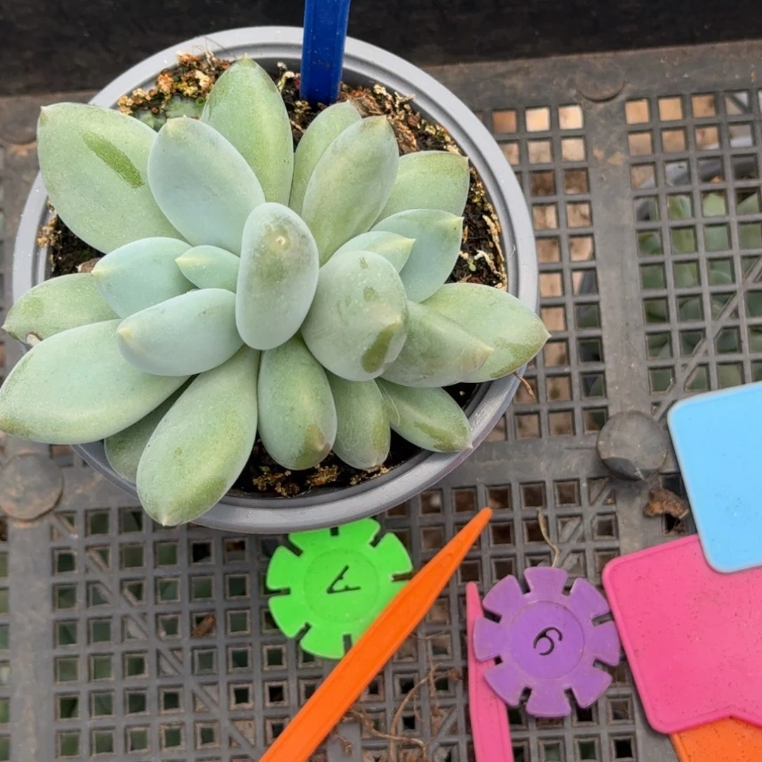 多肉植物胖体哥特群175