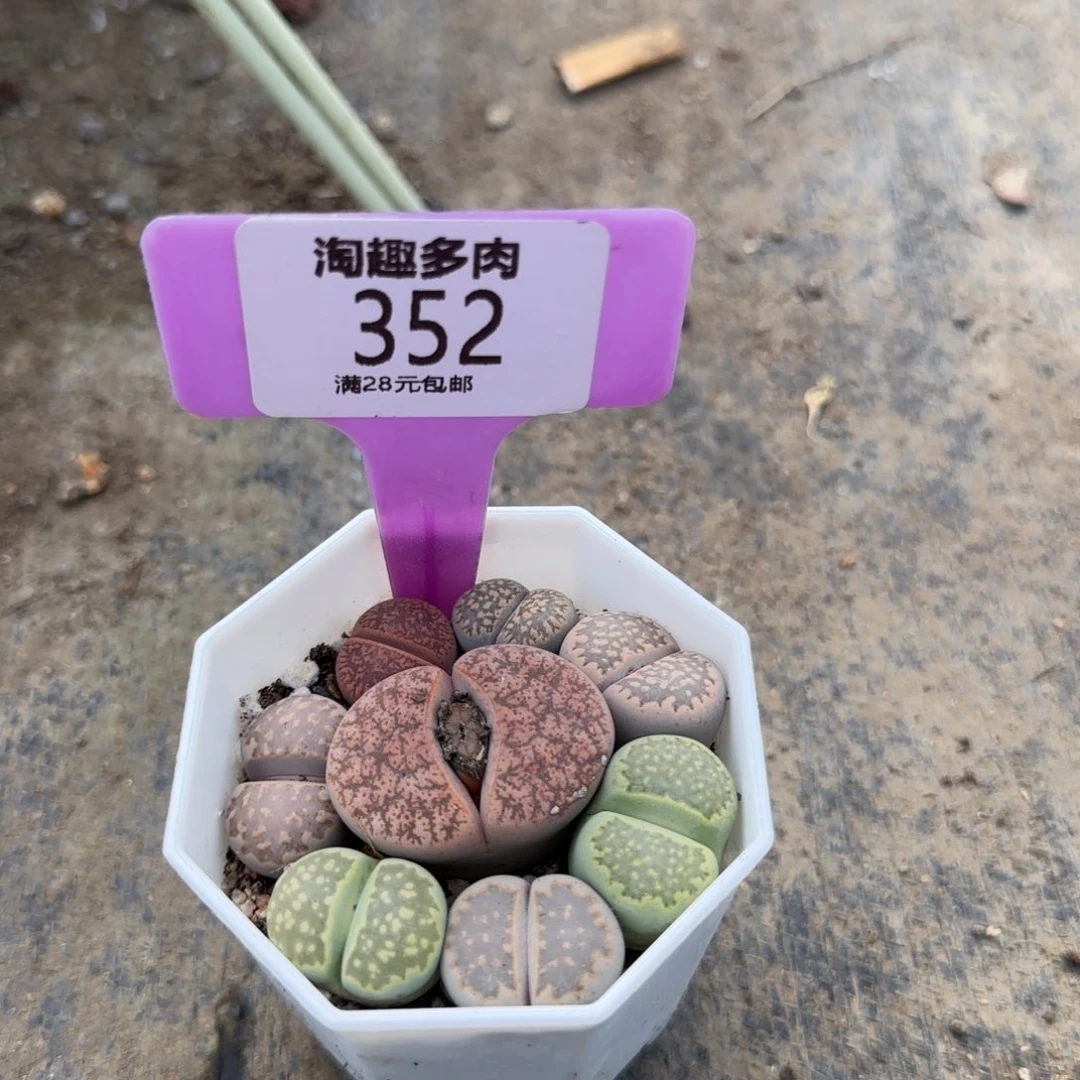 紫**儿多肉植物彩色收石花9.9米