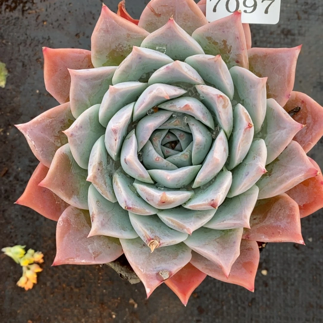 7097杂交多肉老桩