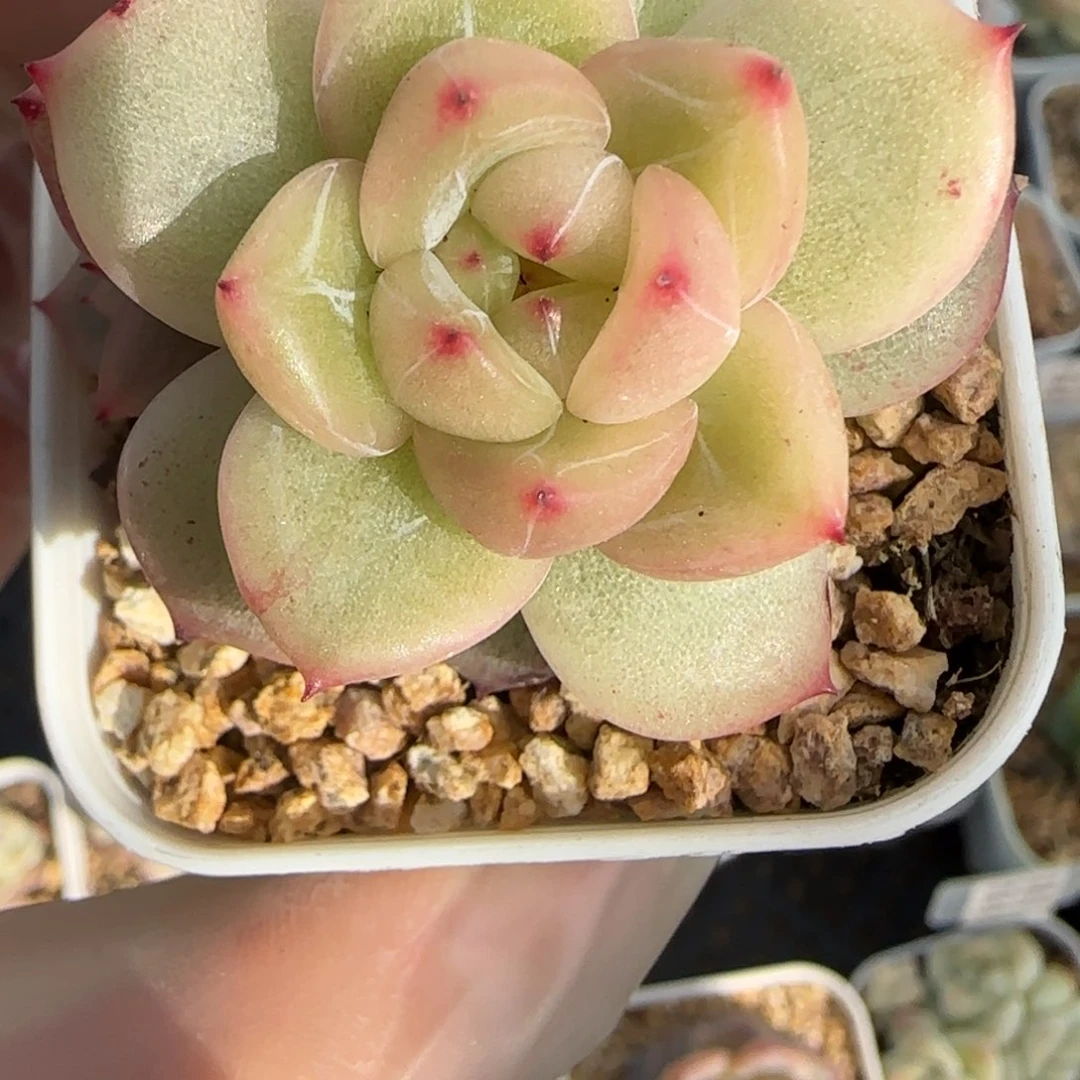 专****2193东篱下多肉植物盆栽