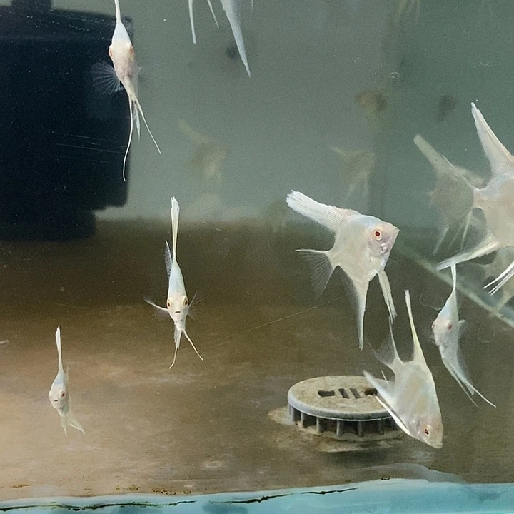 老***说神仙鱼伊萨贝尔6个红魔鬼2墨燕2个金顶2个