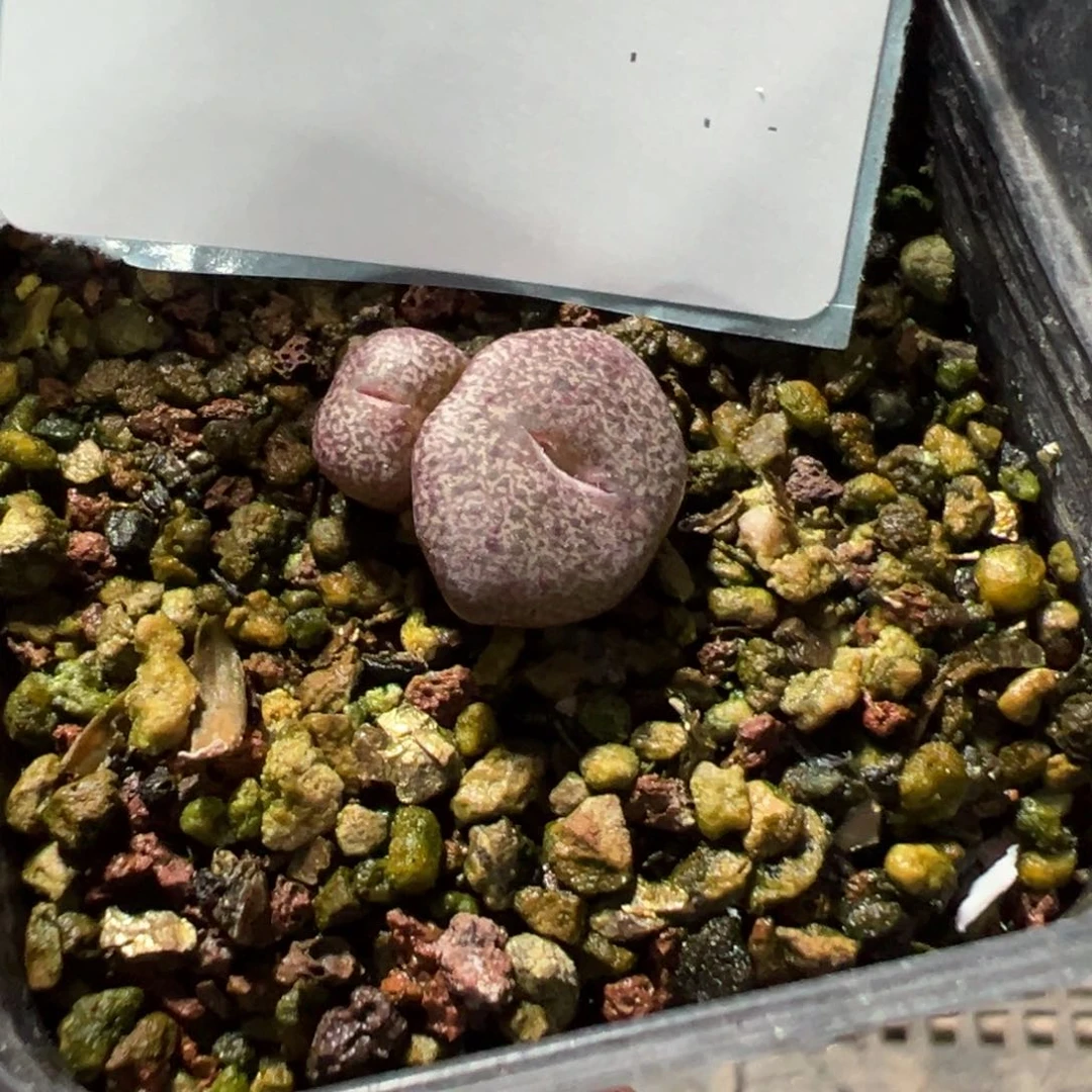 26-32肉锥多肉植物