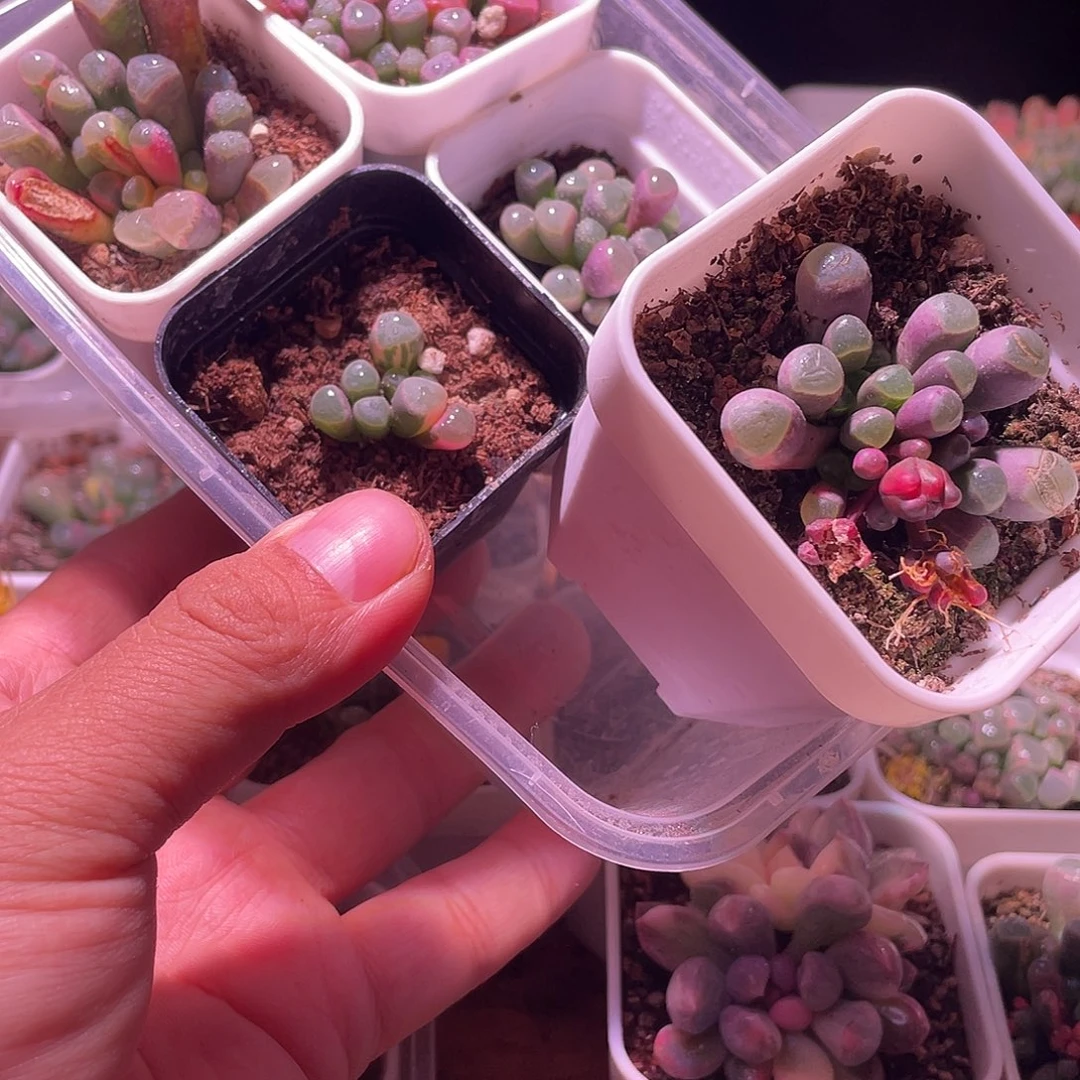 五十玲玉锦特价包邮开播福利