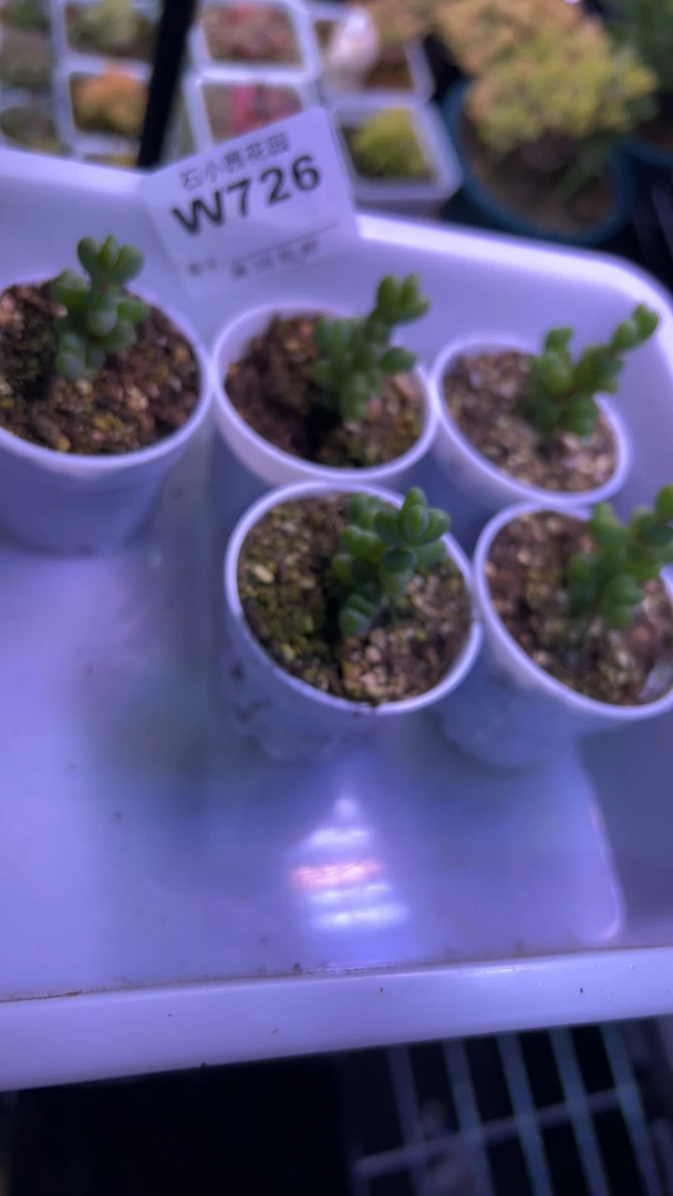 红绿-元宝五颗-多肉植物枝干番杏