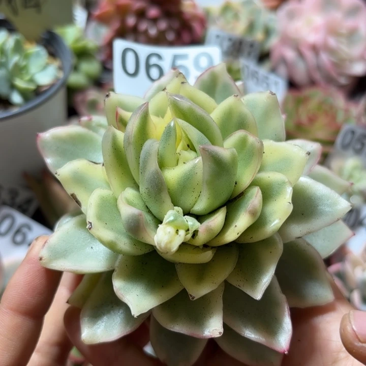 祝福玛丽亚锦多肉植物啊