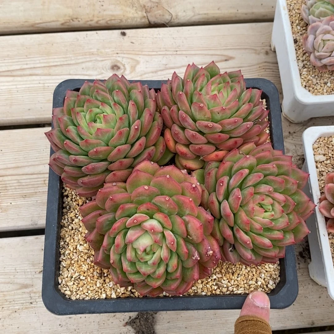 健健康康快快乐乐多肉满38包邮-