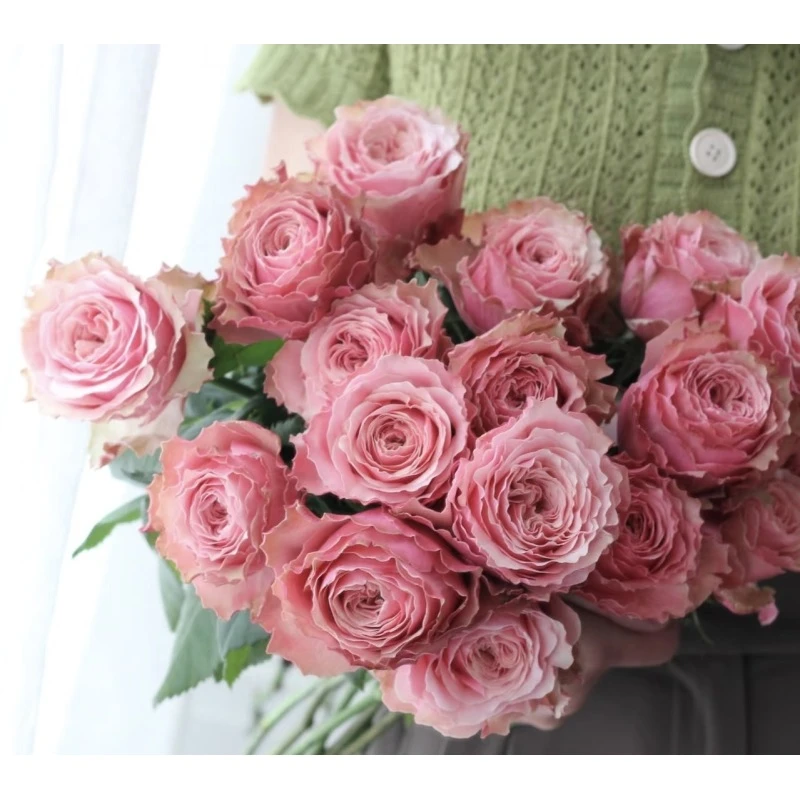 小朱1【伯利兹】 单头玫瑰   真花 鲜切花  一单中通，两单顺丰发货