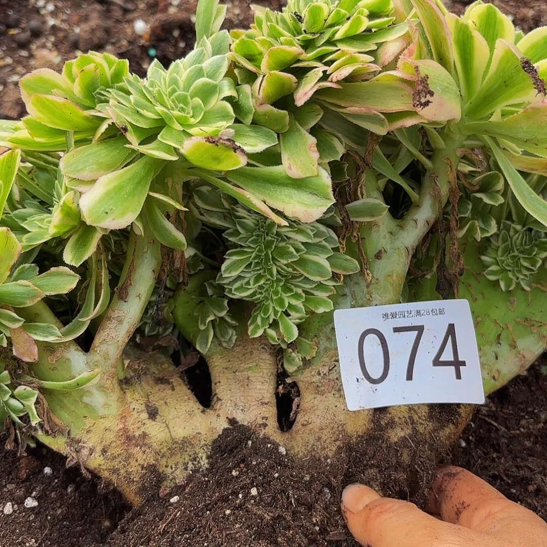 多肉植物福利074