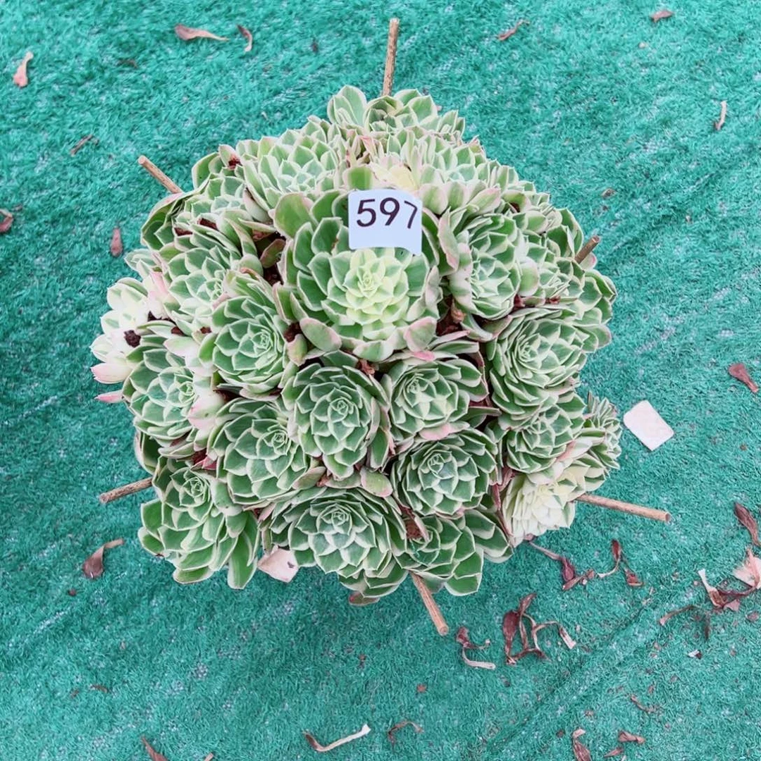 净***话597孔雀翎法师多肉植物