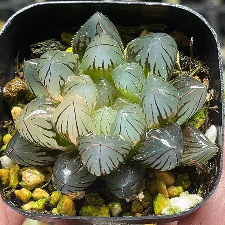 172龙爪玉露锦头家多肉十二卷