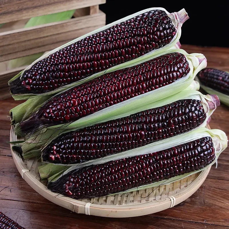 （黑珍珠）黑糯玉米新鲜采摘带壳粉糯香甜香糯玉米棒子苞谷甜坏包赔