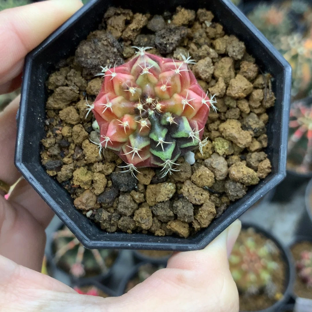 仙人球米哈牡丹锦