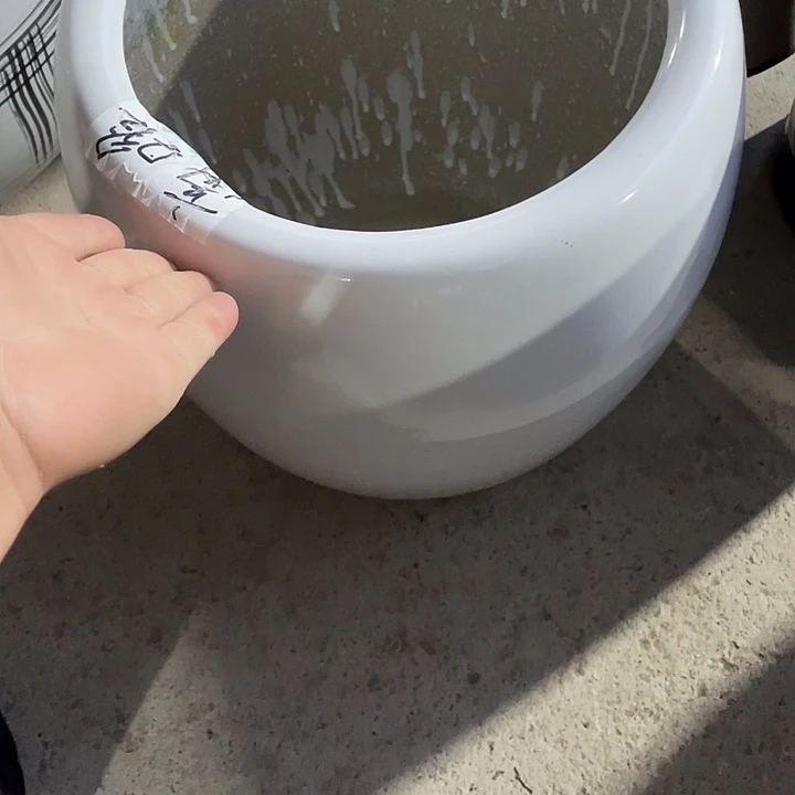 我是一只小小鸟地域鬼的人生观价值观世界观的