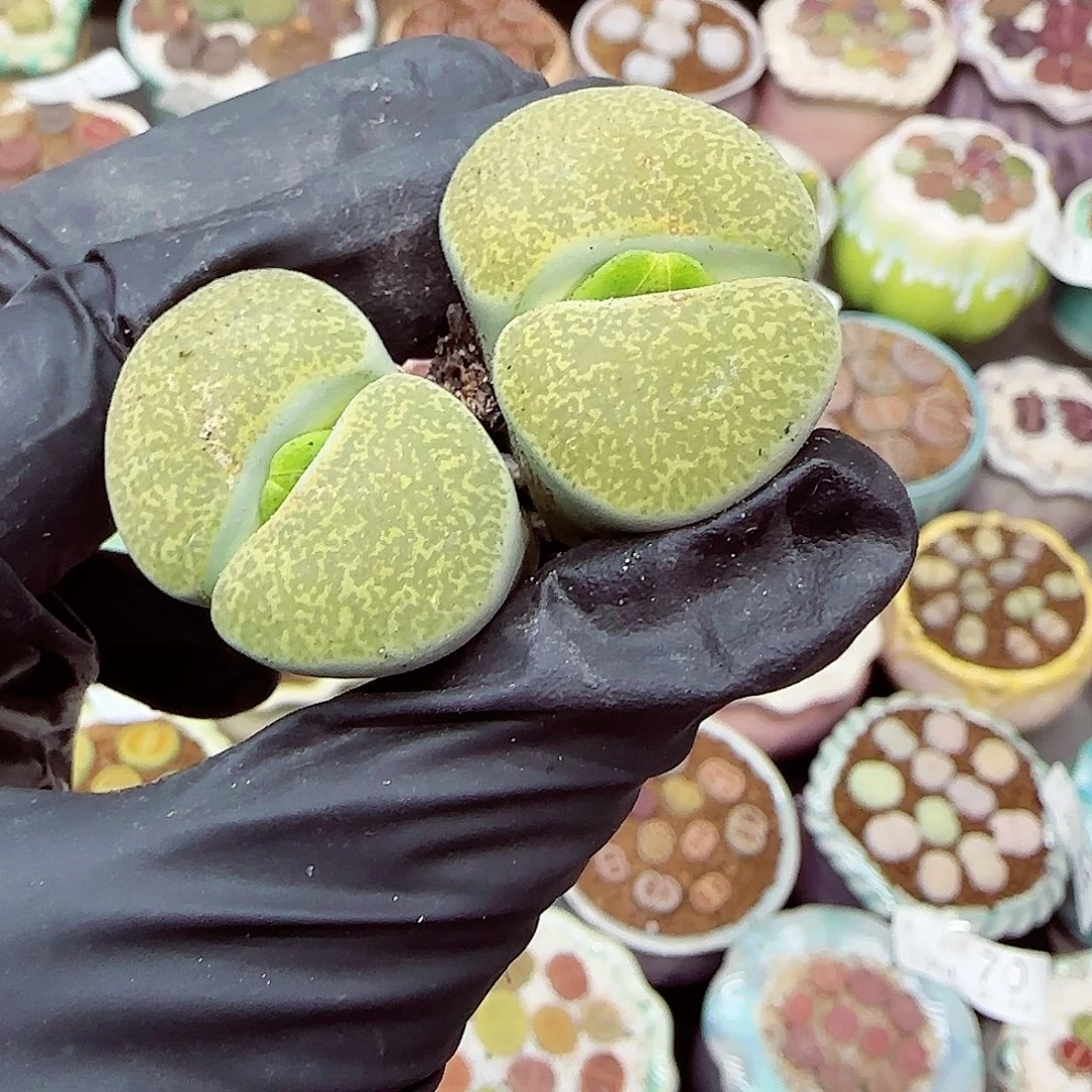 生石花满18包邮1031-115