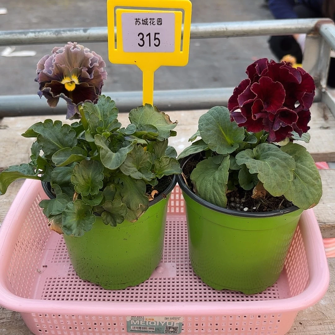 大部分开放少量花苞315