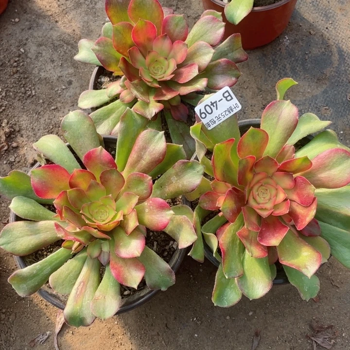 荣409红3颗多肉12345678