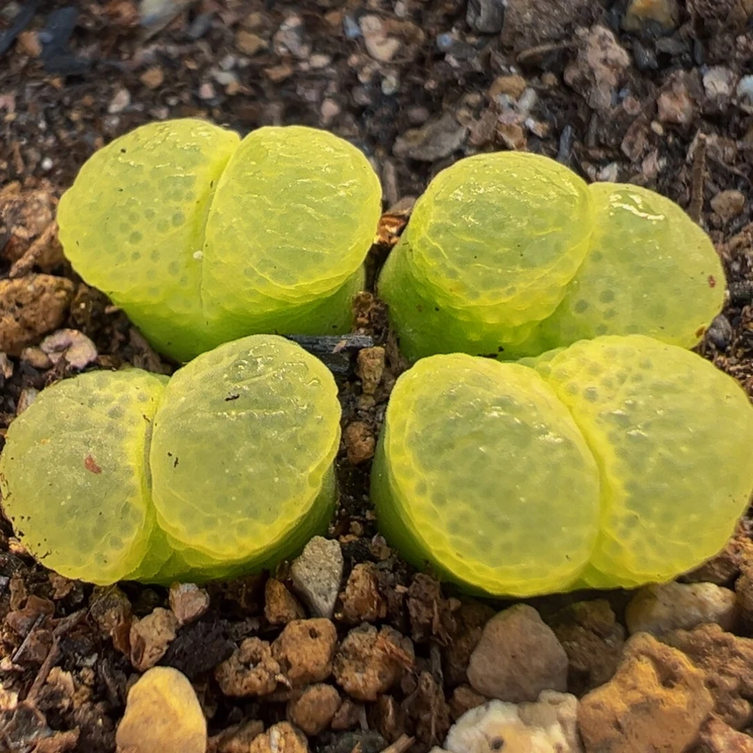 2704多肉植物百科植物
