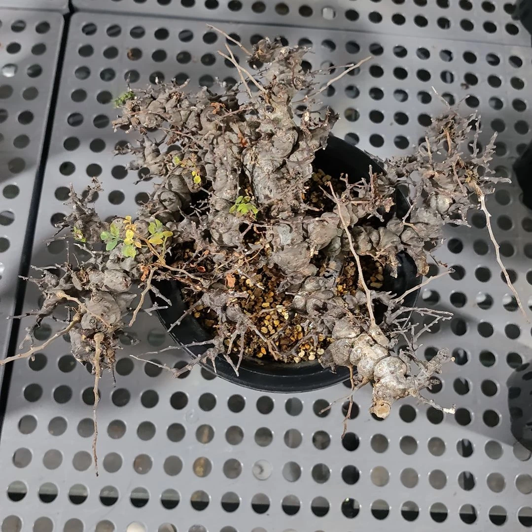 产地念珠橄榄熟桩