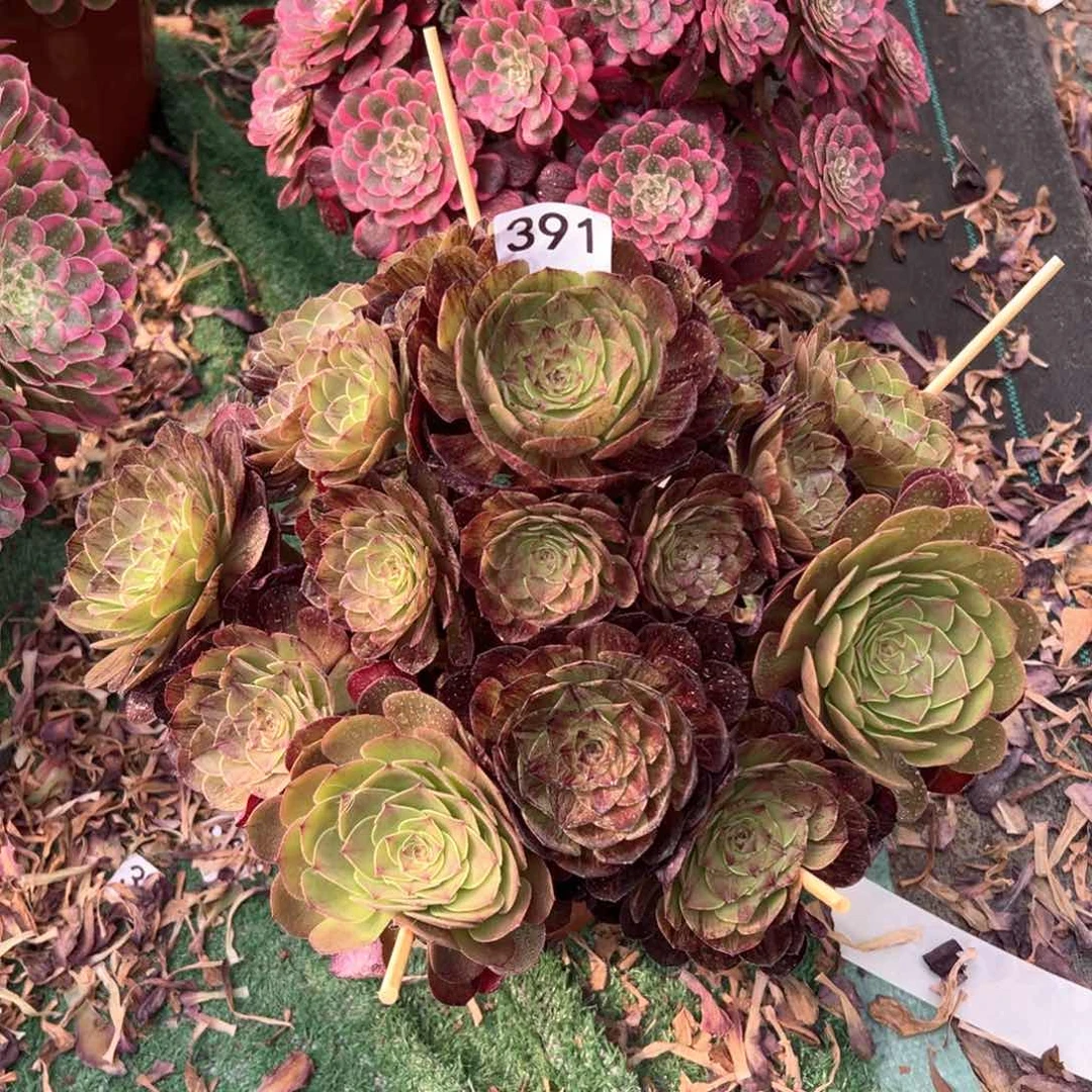 391墨染法师多肉植物
