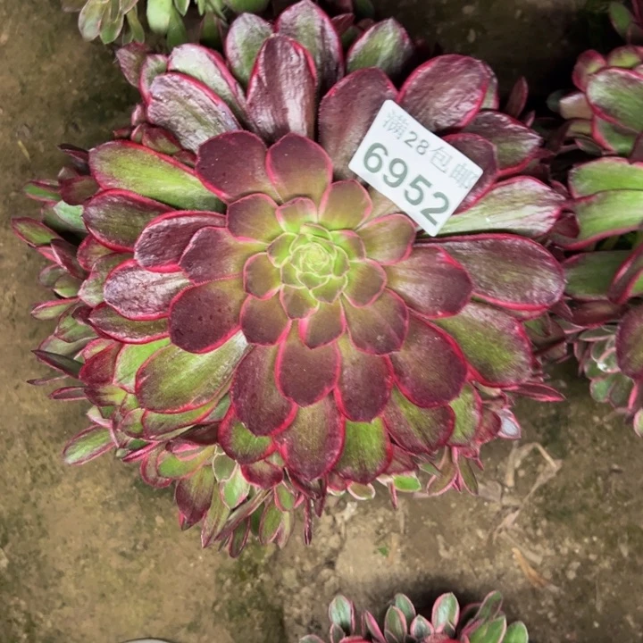 6952花妖多肉植物
